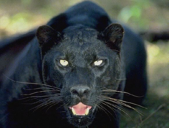 Blackpanther - 51.jpg